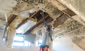 Best Emergency Mold Remediation  in East Merrimack, NH